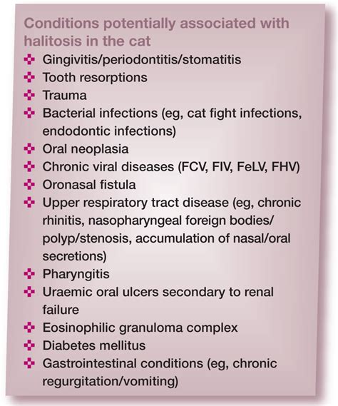 Cat Gingivitis Stages