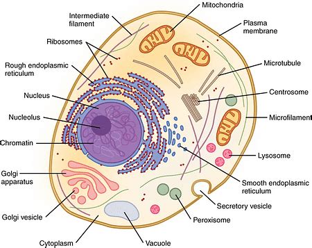 Protoplasm: Components, Functions, Comparison