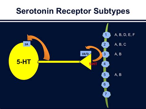 A primer on serotonin receptors - Simple and Practical Mental Health