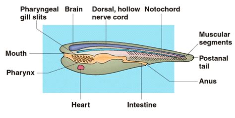 Chordata - Characteristic of Animals