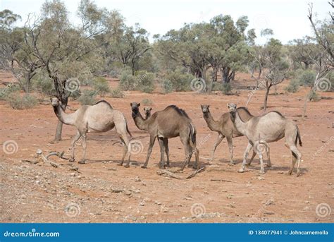 Wild Camels In The Desert Royalty-Free Stock Image | CartoonDealer.com ...