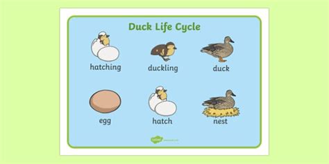 Duck Life Cycle Word Mat (teacher made)