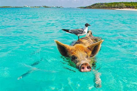 The Exuma Cays, some of the nicest beaches in the Bahamas