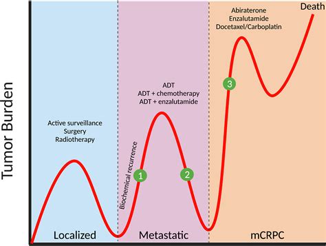 Frontiers | Personalized Medicine for Prostate Cancer: Is Targeting Metabolism a Reality?