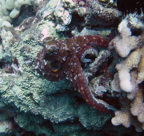 Octopus Camouflage | Flickr - Photo Sharing!