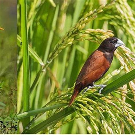 What type of birds eat wild rice? - DIY Seattle