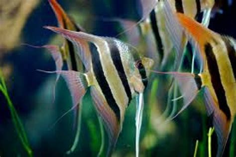 Altum Angelfish Surinam Tank Raised - Medium/ Select - Bluegrassaquatics.com