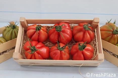 Enza Zaden introduces new tomato varieties