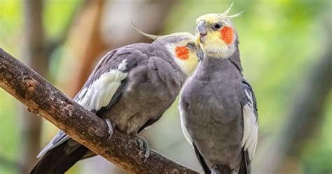 Cockatiel Nesting (Behavior, Eggs + FAQs) | Birdfact