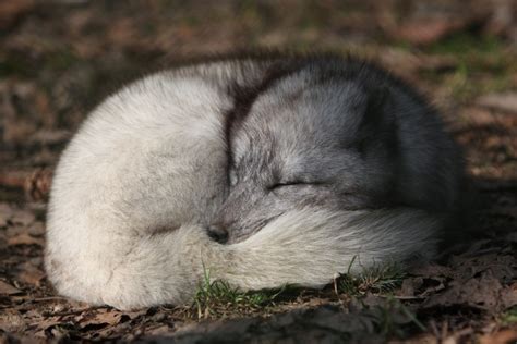 Sleeping Arctic Fox - Photorator