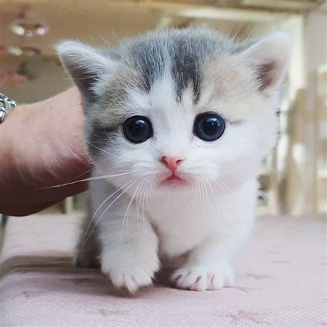 sweet cat pictures | Baby cats, Kittens cutest, Cute baby cats