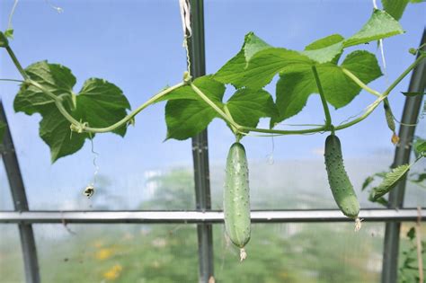 Should I Prune My Cucumber Vine – Tips On Pruning Cucumbers In The Garden | Cucumber plant ...