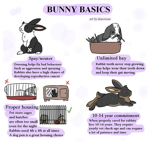 Bunny care basics : r/Rabbits