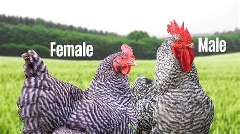 Barred Rock Chicken Breed – A Comprehensive Profile