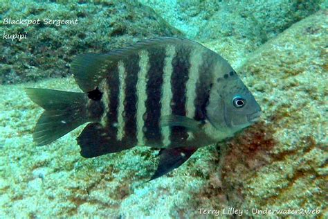 HAWAIIAN REEF FISH IDENTIFICATION – Terry Lilley's Underwater 2 Web