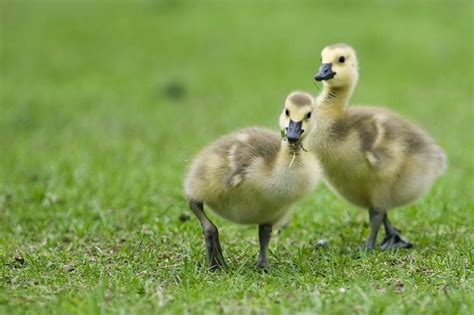 17 Best images about Baby Geese on Pinterest | Indigo, Posts and Baby ducks