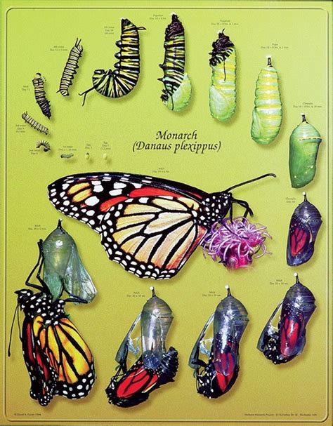 Monarch Butterfly Life Cycle Stages