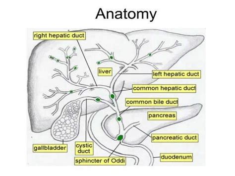 Pictures Of Biliary Tract