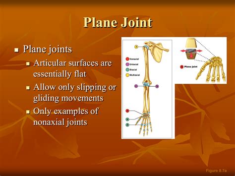 Plane Synovial Joint