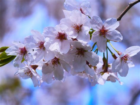 Free Images : branch, fruit, leaf, flower, petal, cute, food, spring ...