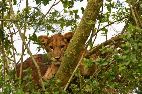 Tree climbing lions, Ishasha, Queen Elizabeth National Park, Uganda Stock Photo | Adobe Stock