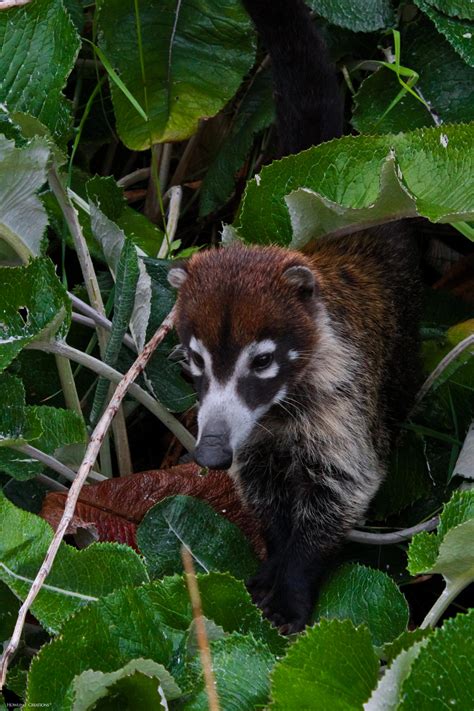 Beautiful Coati by Aura0190 on DeviantArt