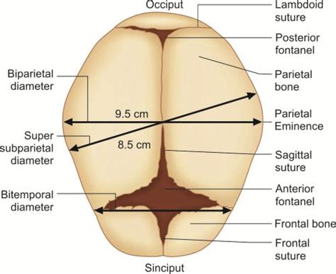 Sutures Of The Fetal Skull