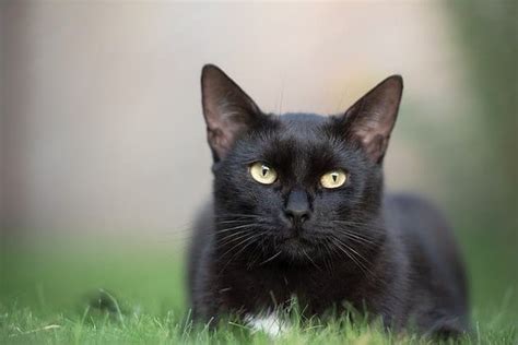 Oso - Nombre de gato para Macho