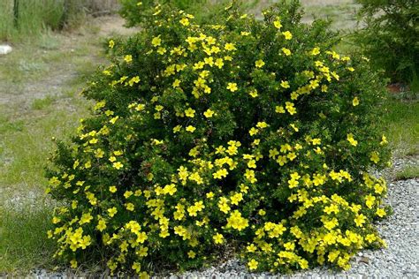 Potentilla shrub. I had some of these up in Iowa. | Shade plants, Shrubs, Architectural plants