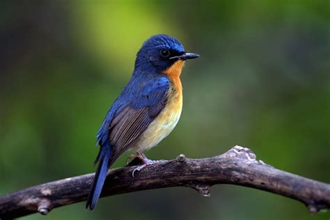 IMG_2945_hill blue flycatcher | 山蓝仙鹟 Hill blue flycatcher (C… | Flickr