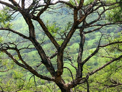 Valley Through Tree Branches Free Stock Photo - Public Domain Pictures