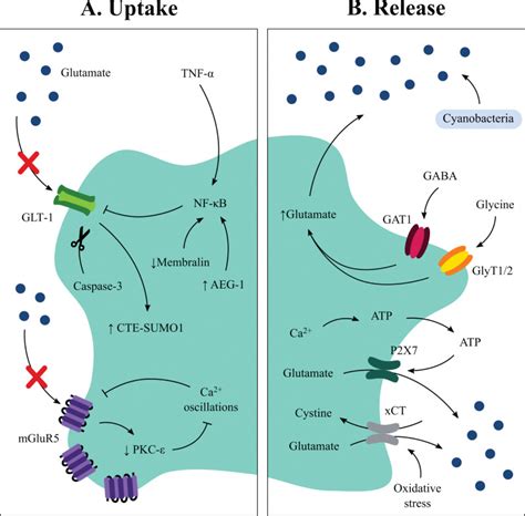 Figure 3, [Glutamate-mediated excitotoxicity in ALS. A...]. - Amyotrophic Lateral Sclerosis ...