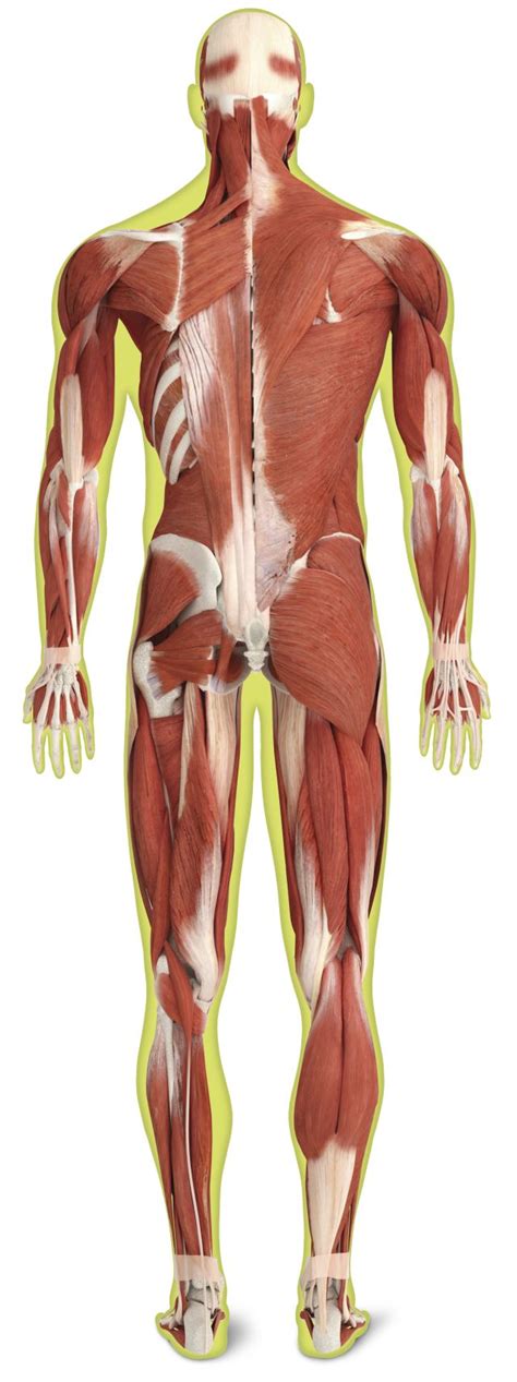 Skeletal Muscles | Skeletal Muscle Definition | DK Find Out