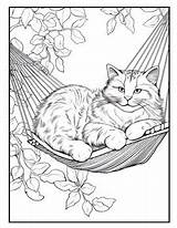 Maine Coon Coloring Page sketch template