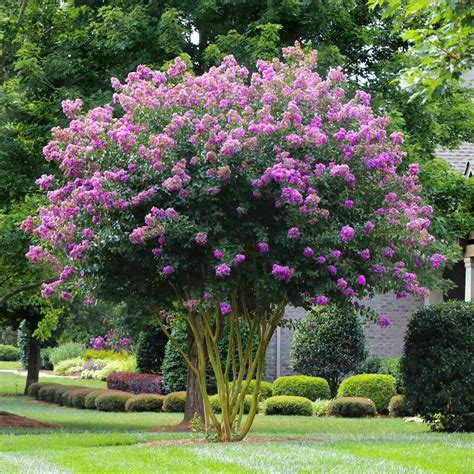 Muskogee Crepe Myrtle | LA Landscape Supply