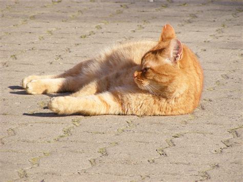 Orange cat chilling in the sun - cc0.photo