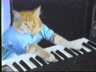 Internet Cat Video Festival GIF - Find & Share on GIPHY