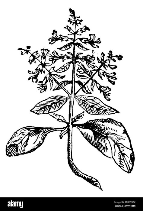 basil, Ocimum basilicum, (encyclopedia, 1900), Basilikum, basilic Stock ...