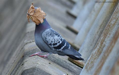 Caption This! What’s This Pigeon Thinking? - Earth Rangers