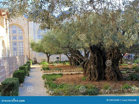 Gethsemane Garden And The Church Of All Nations Stock Photo - Image: 24016340