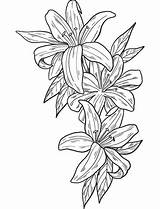 Lilies Coloring Page Printable Crafts Free Printables  sketch template