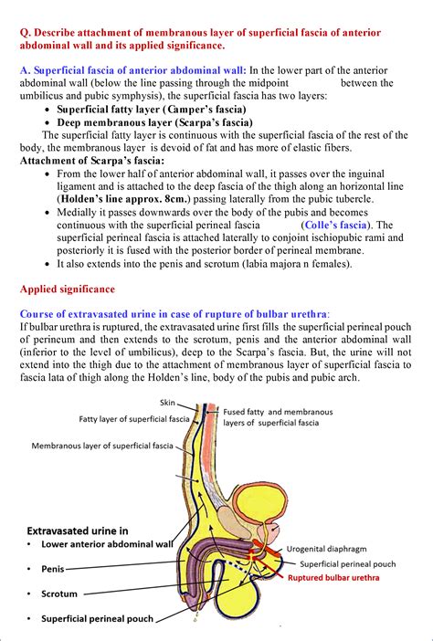 Anatomy Of Anterior Abdominal Wall
