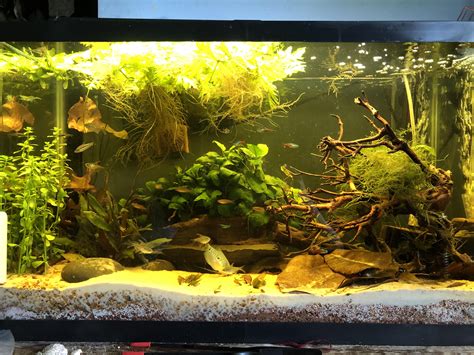 29 Gallon : r/Aquariums