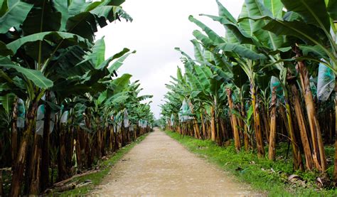 The bagging calendar for bananas - BANABIO S.A.