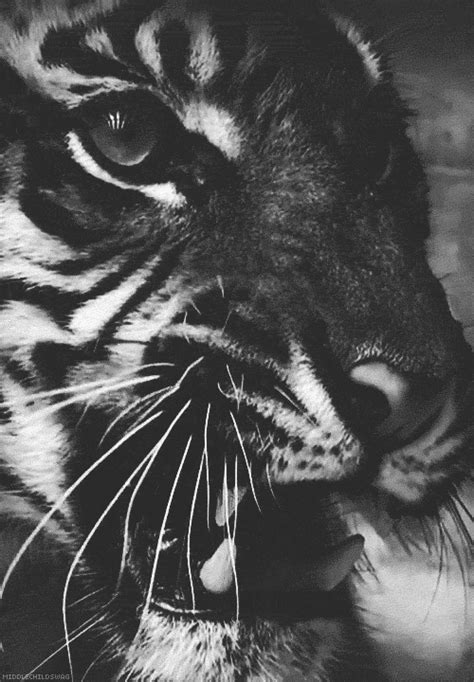 black and white animal gif | WiffleGif