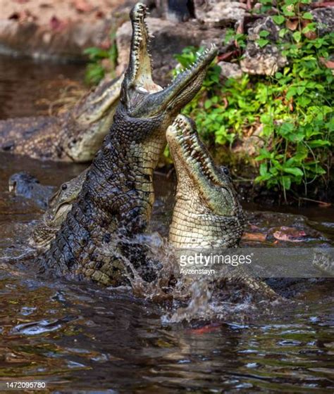 Nile Crocodile Attacks Photos and Premium High Res Pictures - Getty Images