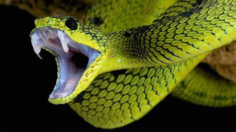 ¡Cuidado! 16+ Verdades reales que no sabías antes sobre Snakes: Snakes ...