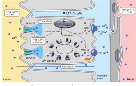 Figure 1 from Calcium absorption across epithelia. | Semantic Scholar