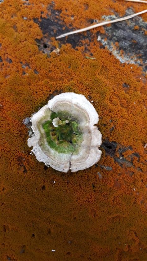 These fungi on a fallen tree look like a forest seen from above, with a ...