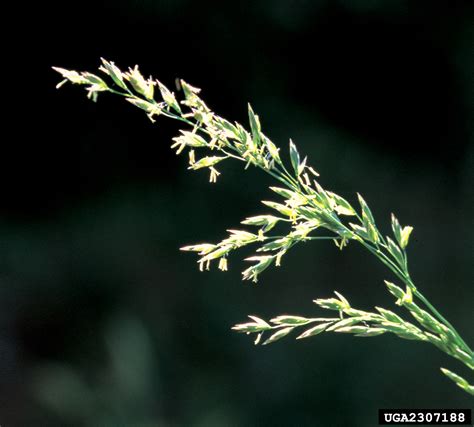 tall fescue (Festuca arundinacea Schreb.)